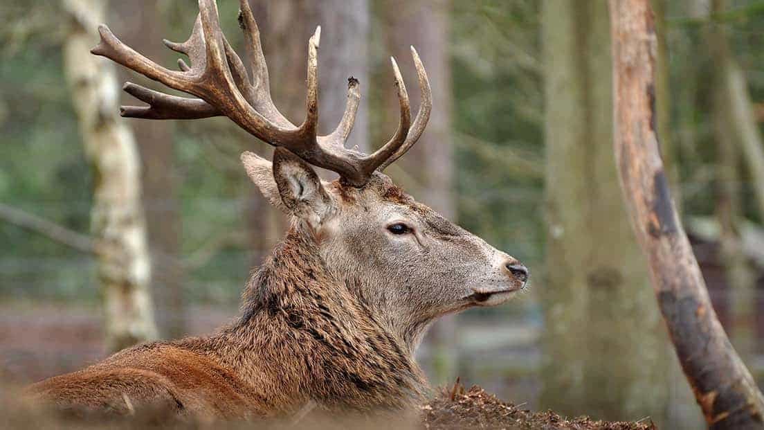 New Forest Wildlife Park & Otter Sanctuary Experience